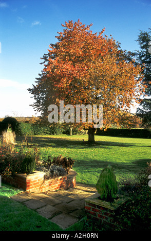 Wild cherry tree prunus avium in autumn colours Bromham Wiltshire England UK EU Stock Photo