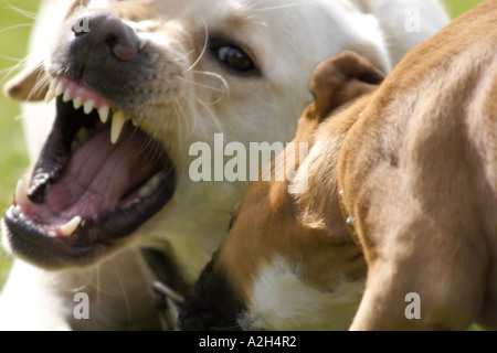 Labrador adult and Boxer puppy play fighting on grass Stock Photo