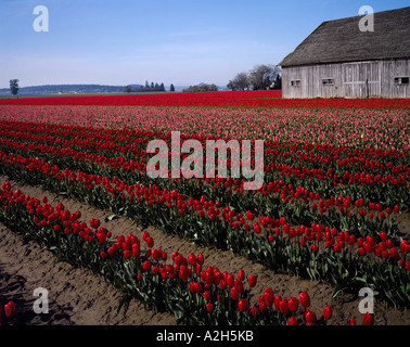 Old Barn And Rows Of Tulips Stock Photo 7311728 Alamy