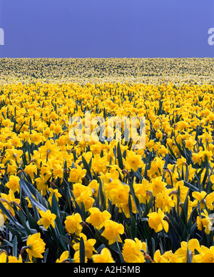 Field of bright yellow daffodils on commercial bulb farm in the Skagit Valley near Mount Vernon Washington USA Stock Photo
