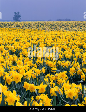 Field of bright yellow daffodils on commercial bulb farm in the Skagit Valley near Mount Vernon Washington USA Stock Photo