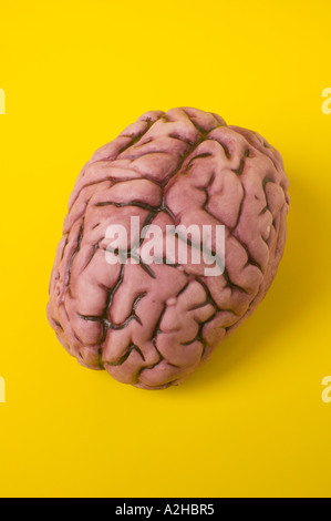 Human brain model on yellow background Stock Photo