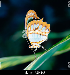 A Malachite Butterfly Siproeta stelenes rests on a plant Stock Photo