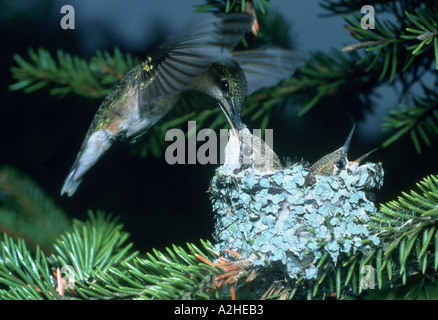 A female Ruby Throated Hummingbird hovers over her nest as she feeds one of her two chicks