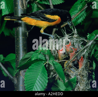 An adult male Baltimore Oriole brings food to his five hungry chicks in their nest Stock Photo