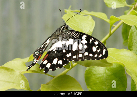 Citrus Swallowtail, Papilio demodocus, in captivity, UK. Also known as Spotted Butterfly or Orange Dog (caterpillar). Stock Photo