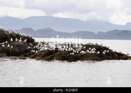 Kittiwakes, Rissa tridactyla, on rocks on Runde Island, Norway Stock Photo