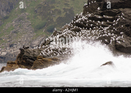 Kittiwakes, Rissa tridactyla, on cliff on Runde Island, Norway Stock Photo