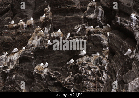 Kittiwakes, Rissa tridactyla, nesting on cliff face in cave, Runde Island, Norway Stock Photo