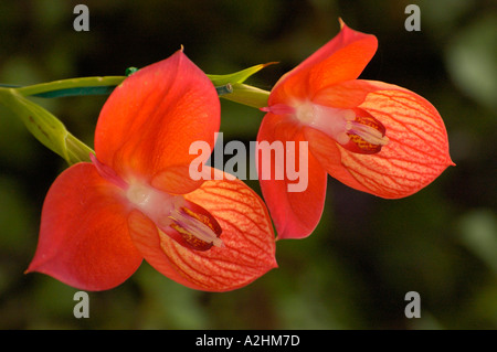 The Red Disa table mountain south africa Stock Photo - Alamy