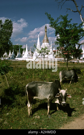 Myanmar Burma Inle Lake Yaunghwe Yaungshwe religion Shwenyaung Yaunghwe road cattle grazing in front of pagoda Stock Photo