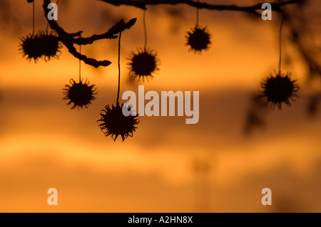 Platanus tree against dramatic sky at sunset St.Louis Missouri USA Stock Photo