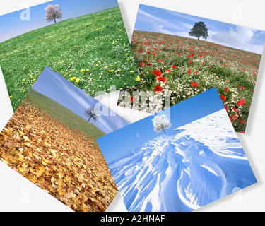 CONCEPT: The Four Seasons Stock Photo