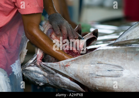 Yellowfin tuna at fish market at General Santos City, Mindanao, Philippines. Stock Photo