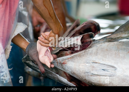 Yellowfin tuna at fish market at General Santos City, Mindanao, Philippines. Stock Photo