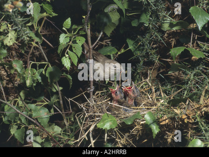 Garden Warbler feeding gaping young in nest with damselfly Surrey England Stock Photo