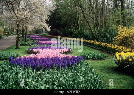 A colourful display of hyacinths and other Spring flowers blooming in Keukenhof Gardens near Amsterdam Stock Photo
