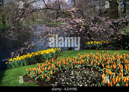 A colouful Springtime display of tulips, daffodils and other Spring flowers in Keukenhof Gardens near Amsterdam Stock Photo