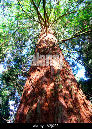 Giant Redwood Sequoiadendron giganteum in private forest Hanley Castle Malvern Worcestershire England Stock Photo