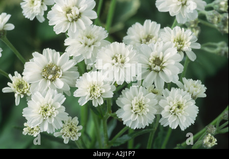 Achillea ptarmica The Pearl Group seed-raised. Sneezewort. Stock Photo