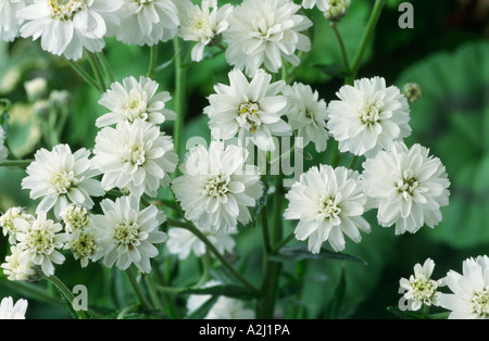 Achillea ptarmica The Pearl Group seed-raised. Sneezewort. Stock Photo