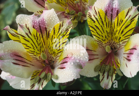 Alstroemeria 'Little Miss Charlotte' Peruvian lily. Stock Photo