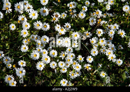 Clump of Common Daisies , Bellis Perennis Stock Photo