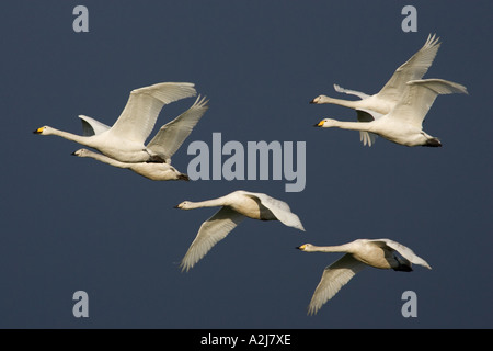 Whooper Swan family in flight Stock Photo