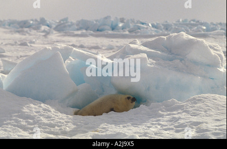 Canada harp seal pup known as whitecoat Stock Photo