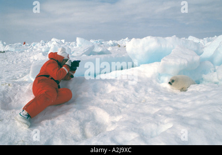 Ecotourism Canada harp seal Stock Photo