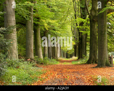 autumnal woodland avenue with massive beech trees near Hillenraad Castle Roermond Limburg Netherlands Stock Photo