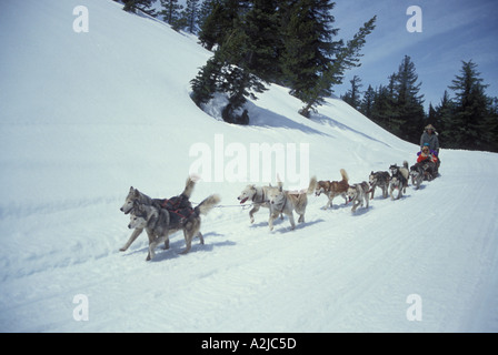 Team of dogs pull a sled with a man and woman through a snowy woods Stock Photo
