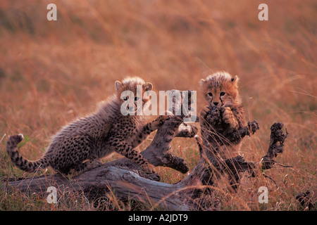 AFRICA, Kenya, Masai Mara Cheetah - Acinonyx jubatus Stock Photo