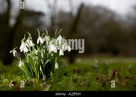 A bunch of delicate Snowdrops in full flower weeks earlier than expected due to the warm winter conditions These snowdrops are i Stock Photo