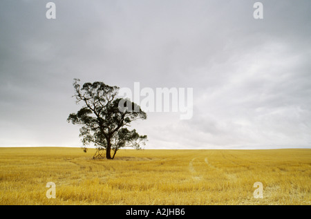 Freshly harvested wheat field with solitary gum tree set against rain clouds south australia Stock Photo