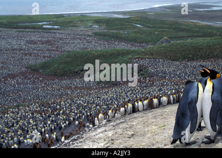 Antarctica, Sub-Antarctic Islands, South Georgia. Huge crowd of King Penguins Stock Photo