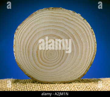 Pine Tree Struct Pine tree trunk cross section surface texture. The spread of the tree ...