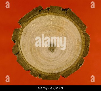 Walnut Tree Section age walnut tree (juglans nigra Stock Photo - Alamy