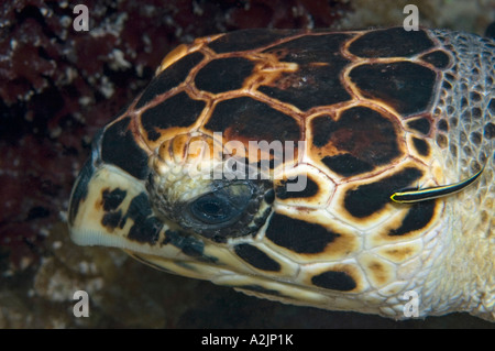 Hawksbill Turtle with a cleaner goby on a reef in Little Cayman Stock Photo