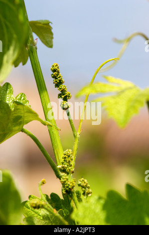 Young vines in the vineyard on the typical sandy pepply (galets) soil in Crozes Hermitage. Detail of flower buds on the vine, with leaves.  Domaine du Colombier, Crozes-Hermitage, Mercurol, Drome Drôme, France Europe Stock Photo