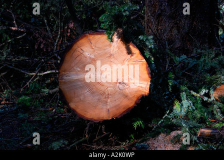 'Fir tree 'sawn in half', with ^79 ^annular rings'. Stock Photo