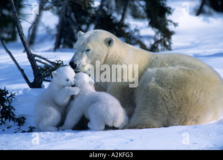 Female Polar Bear Lying Down with 2 Cubs Fighting, Canada, Manitoba, Churchill Stock Photo