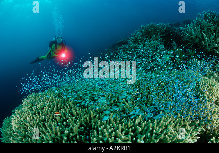 scuba diver in coral reef and Chromis viridis Stock Photo