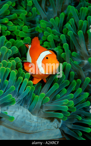 Amphiprion ocellaris,  common clownfish, Komodo Indonesia Indian Ocean Stock Photo