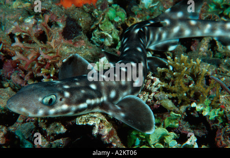 Coral catshark, Atelomycterus marmoratus, Komodo Indonesia Indian Ocean Stock Photo