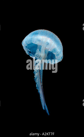 Luminescent jellyfish, Pelagia noctiluca Stock Photo