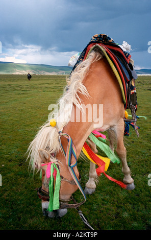 Aug 4, 2006 - Grazing horse decorated with colourful ribbons for the Litang Horse Festival on the grasslands of Litang. Stock Photo