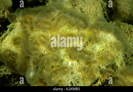 freshwater bryozoan Cristatella mucedo Stock Photo