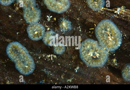 freshwater bryozoan Cristatella mucedo Stock Photo