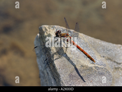 Common Darter Dragonfly (Sympetrum striolatum) Stock Photo